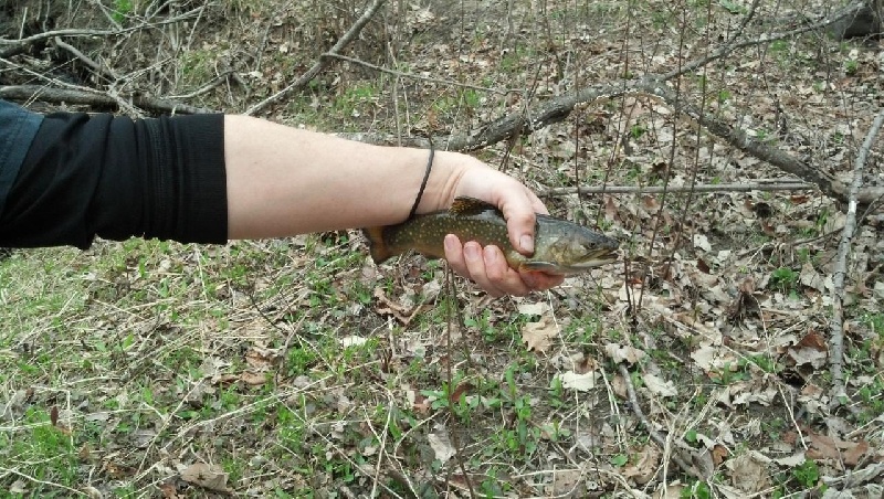 The Lone Brookie