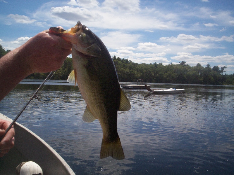 largemouth