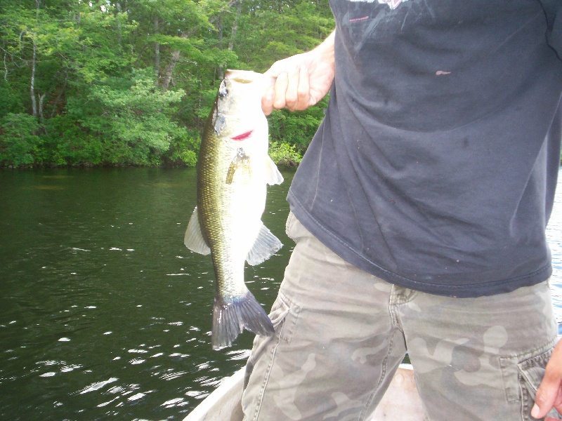 largemouth